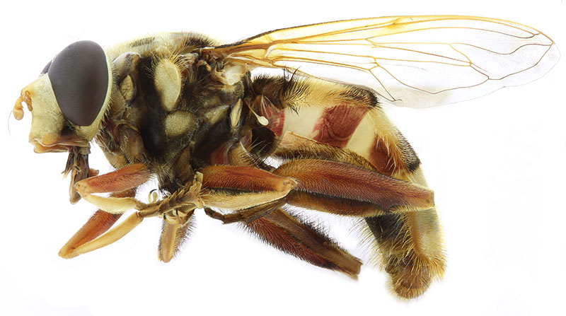 Milesia crabroniformis (Diptera, Syrphidae) de Saint-Eugène, automne 2010